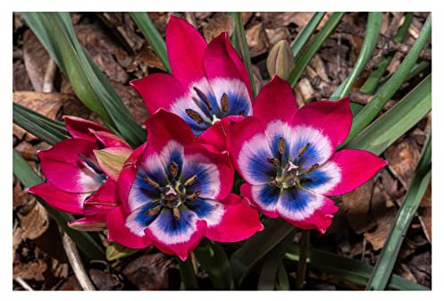 Oliwier's Bulbs 10x Dwarf Tulip 'Little Beauty' Early Spring Flowering Botanical Tulip Bulbs Beautiful Garden Patio Balcony Ready for Planting Now