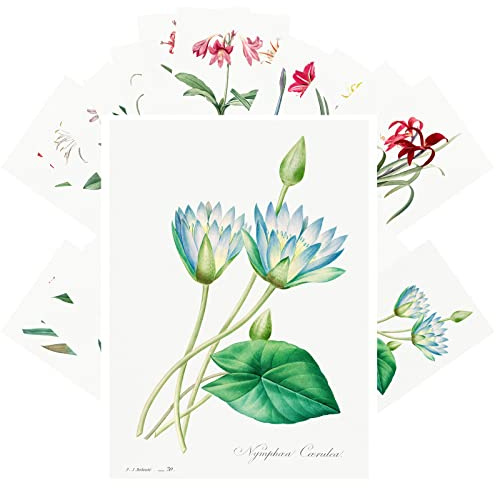 PIXILUV Vintage Postcards (24 pcs 4x6 each) Amaryllis and Greenhose Flowers Vintage Botannical Books Illustrations by Redoute Retro Notecards Greeting Card Reprint