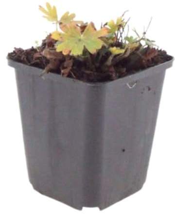Geranium Max Frei, trädgårdsperenn, röd, set med 48, H10-25 cm, Ø9 cm