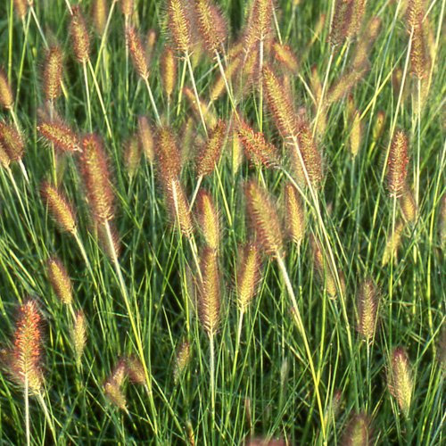 3 x Pennisetum alopecuroides 'Weserbergland' im 1 Liter Topf (Ziergras/Gräser/Winterhart/Mehrjährig/Staude/Stauden) Lampenputzergras - Harmonie und Stil in jedem Garten - von Stauden Gänge