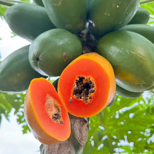 acquistare semi di papaya, fresca, colonnare acquistarere da balcone nani comprare resistenti per il giardino regali 65pcs
