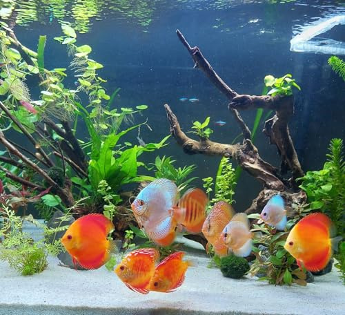 WASSERPFLANZEN WOLFF - 10 Bund Wasserpflanzen Mix - Aquarium - Pflanzen - gegen Algen | Set für alle Bereiche: vorne, Mitte und hinten | enthält 2 rote Arten