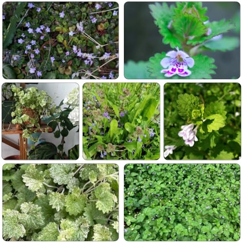 edera terrestre balcone parterre di medicinali primavera estate selvaggio, autunno, giardino perenne semi perenni 20pcs