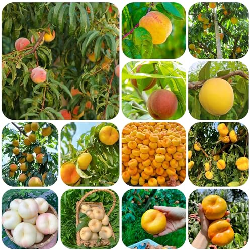 semillas resistentes del melocotonero, árbol frutal jardín interior plantas resistentes para jardín, árboles frutales con semillas plantas en macetas resistentes cama elevada para 30pcs
