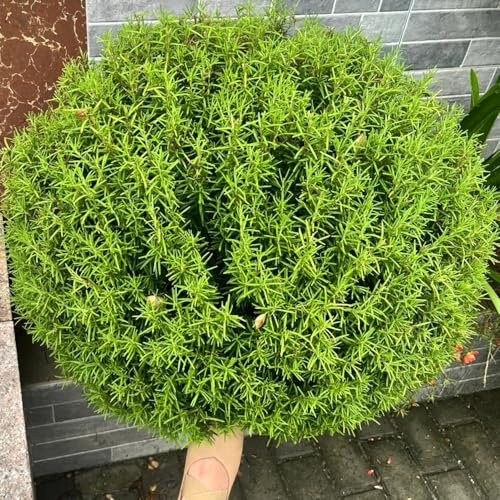 semi di rosmarino biologico, perenni resistenti per il giardino, all'inverno balcone dell'ombra da interno 500pcs