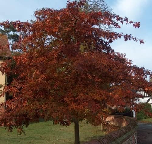 Red Oak (Quercus rubra) Field Grown bae Root Hedging Plants Tree Whip Sapling (1, 2-3ft (60-90cm))