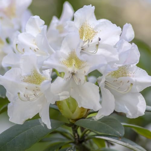 Rhododendron 'Hachmann's Porzellan' - Elegant White Bell-Shaped Flowers, Evergreen Yakushimanum Hybrid, Ideal for Acid Soil Borders & Containers - 1x 3 Litre Potted Plants by Thompson & Morgan