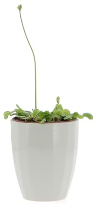 KENTIS - Dionaea Muscipula - Venere Acchiappamosche - Pianta Carnivora Vera Mangia Insetti - Piante Antizanzare da Esterno - Vaso Ø 12 cm