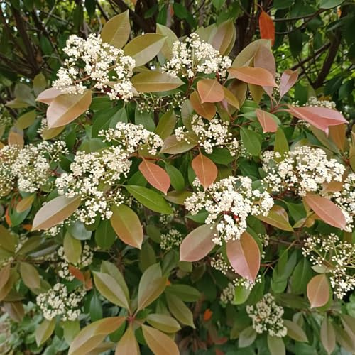 semi di photinia red robin - siepe - interno di nespolo rosso e pettirosso Le da giardino sono resistenti allevare 100pcs