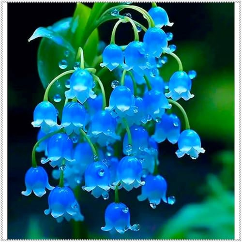 Rizomas Lirio de los Valles Perenne Magic Garden- plantables en primavera y otoño- aptos para interiores y exteriores-25 Rizomas-D