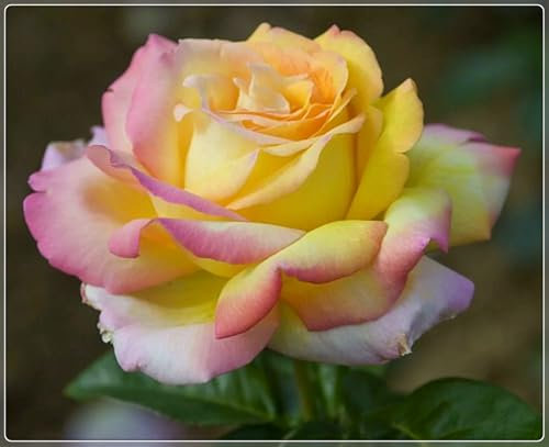 Bulbi Di Rose,Piante Rampicanti,Rose Doppie,Piante In Vaso,Rose,Sincerità,Fiori Profumati,Purificazione Dell'Aria,Regali,Da Esternorizoma Di Rosa-2bulbi-E