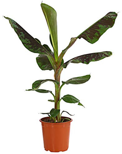 Dehner Banane Dwarf Cavendish, essbare Früchte, ca. 70-90 cm, Ø Topf 21 cm, Zimmerpflanze