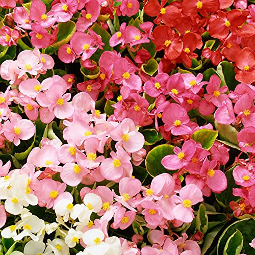Begonia F1 Heaven Mix | Vibrant Selection of Garden Ready Bedding Plants 6 Pack