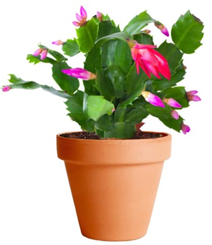 DECOALIVE Cactus de Navidad con Maceta de Cerámica Planta de Interior Natural