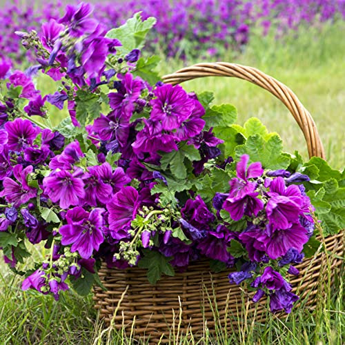 semi di malva selvatica - all'aperto per balcone con decorative da giardino roccioso resistenti 50pcs