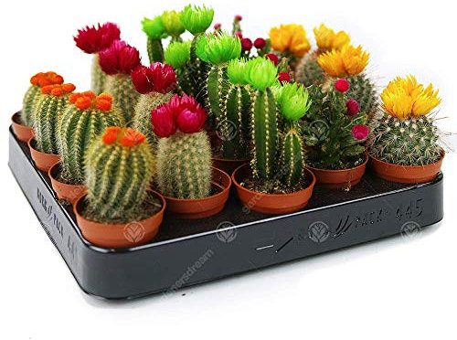 GardenersDream Assortiment Mini Cactus Disco Plante d'intérieur en Pot 5,5 cm Petit Cadeau pour Maison/Bureau (Lot de 20)