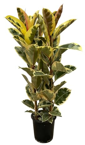 Trendyplants - Ficus Elastica Tineke Arbusto in gomma, altezza 150-170 cm, dimensioni vaso Ø 28 cm