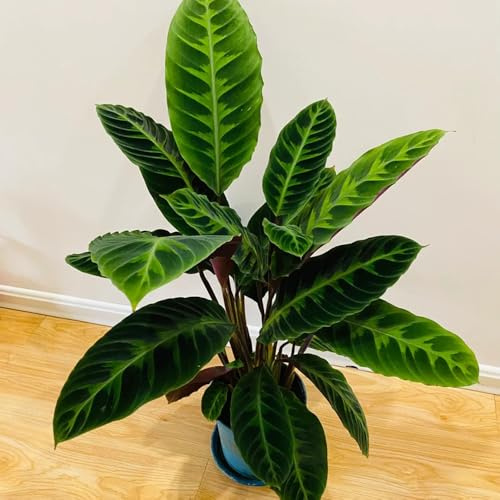 Semillas de Calathea - semillas de exóticas Maranta arundinacea - decoración de resistentes para balcones orgánicas 150pcs