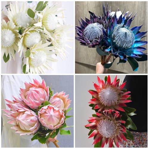 semillas de reales de protea, silvestres de balcón, cortadas de protea real de jardín, interior balcón 10pcs