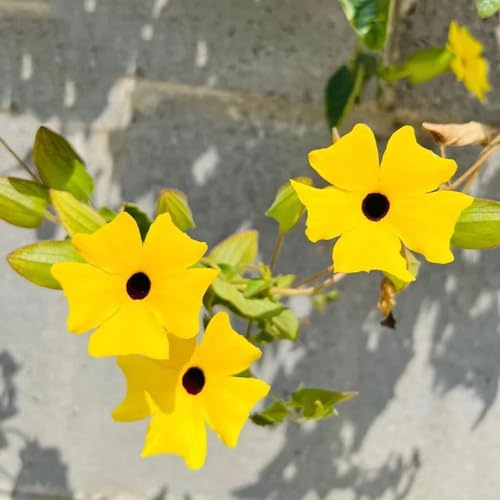 semi susanne dagli occhi neri - decorazione per ufficio perenni resistenti giardino balcone scalatrici resistenti per giardini rocce all'aperto 220pcs
