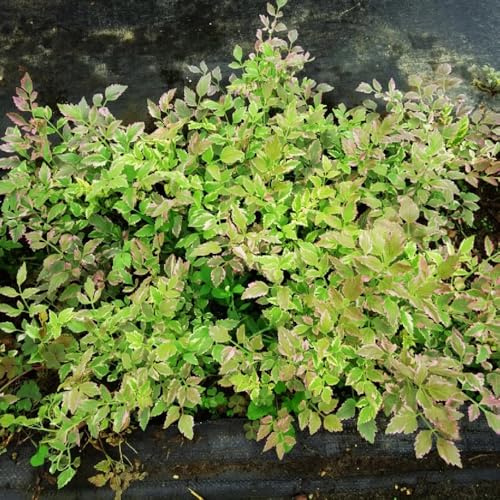 cultivo de berros de jardín interior semillas berro orgánicas cubrir el suelo Cultivo hortalizas invierno cocina balcón o invernadero jardín 250semillas