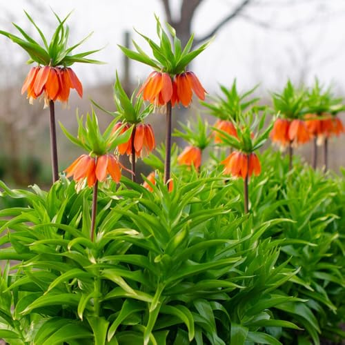 kaiserkronenknollen kaiserkrone - zimmerpflanze hochbeete für garten büropflanzen blumenwiese pflanzenkübel kräutergarten steingartenpflanzen blumenzwiebeln pflanztopf winterharte 12zwiebeln