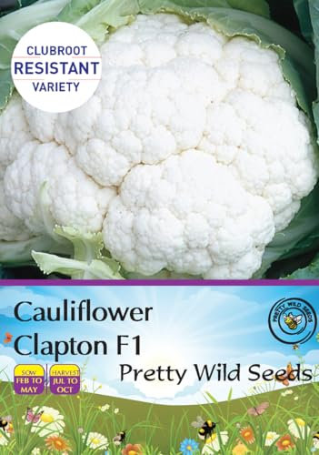 Cauliflower Clapton F1 Seeds in Pictorial Packet - Packed in The UK - Clubroot Resistant - 10 Seeds