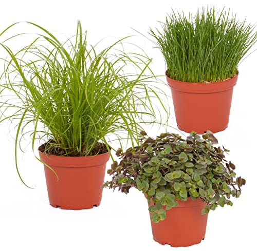 Bio Futterpflanzen im Topf (3 Stück) ║ BIOLAND-Qualität, garantiert frei von synthetischen Pflanzenschutzmitteln ║ Höhe mit Topf 12-30 cm ║ sofort gebrauchsfertig.