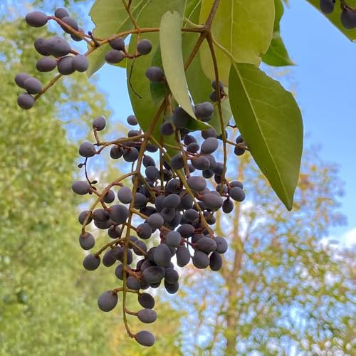 semi di ligustro, giardino arbusti, interno siepe ligustro semi biologici vecchie varietà mini giardino, arbusto sempreverde da balcone, 300pcs