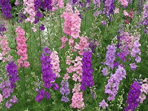 50 Delphinium Larkspur Giant Imperial Mixed Seeds - Mixed Clour Flowers - 50 Seeds