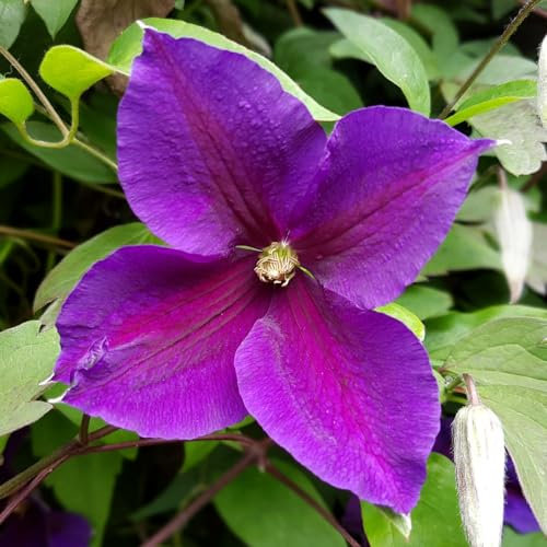 Jackmanii Clematis - Velvety Purple Blooms, Late Flowering, RHS Award Winner – 1x 3 Litre Pot by Thompson and Morgan