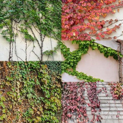Vid silvestre resistente - semi di interni Parthenocissus tricuspidata de jardín trepadora Vid silvestre resistente pendenti perenni 150pcs