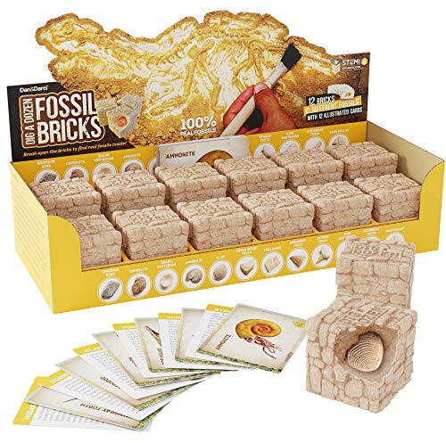 Dan&Darci Dig a Dozen Fossil Bricks - Break Open 12 Blocks and Discover 12 Unique Real Fossils - Basket Stuffers Archaeology Science STEM - Birthday Gift