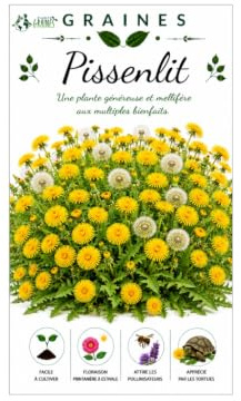 1000 graines de Pissenlit Sauvage - Dandelion - Aliment tortues terrestres - Facile à cultiver