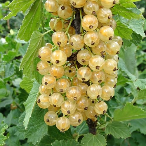 Grosella Blanca Weißer Holländer - 2 Plantas - Plantas Naturales Exterior de Holanda - Plantas de Exterior Resistentes - Decoracion Jardin, Macetas y Balcón - Sin Semillas, No Artificiales