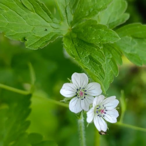 Semi di Geranio, serre da balcone Geranio wilfordii, rare vecchie varietà semi di da esterno resistenti semi esotici per gli ospiti con 150pcs