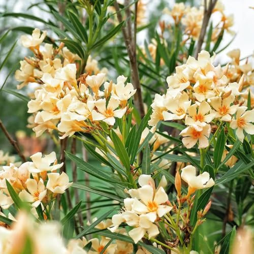 Semi di oleandro - da balcone resistenti Nerium oleander - le da giardino roccioso sono resistenti regali sostenibili semi di rare arbustive 50pcs