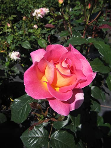 Rosa Pink Paradies ® - Edelrose Pink Paradies ® - ADR Rose - Delbard Rose