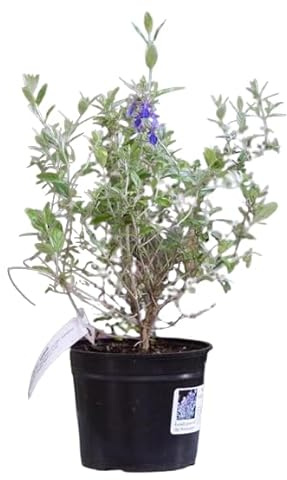 Teucrium fruticans Arbutos de Exterior Natural - Planta para Adornar Jardines
