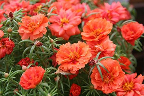 Fresh 500 semi - Semi Moss Rose Orange Bodendecker