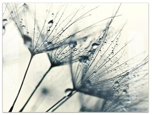 timalo Küchenbild aus Acrylglas modernes Wandbild Glasbild Deko Küche XXL Acryl-Bild wie Glas | 80x60cm Löwenzahn Regen Pusteblumen