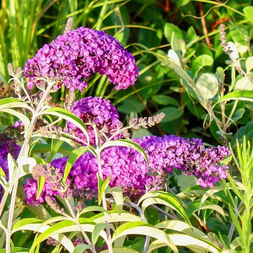 Buddleja davidii a fiore rosso, 4 piante alte 30/40 cm, vaso 13
