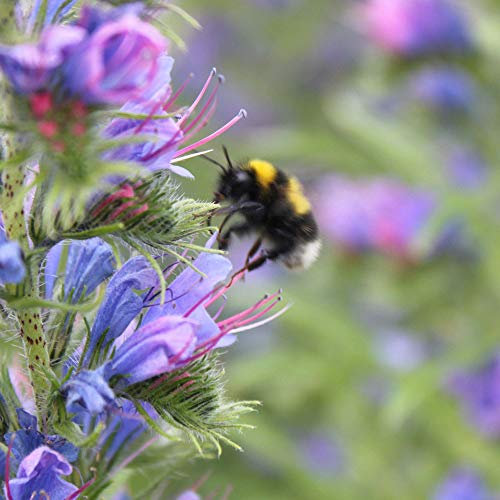 Suttons Honeybee Mix Seeds, Flower Seed, Approx. 1,000 Seeds per Pack, Grow Your own bee-Friendly Flowers, Ideal for Containers, Large Pots, Raised Beds, Beds and Borders