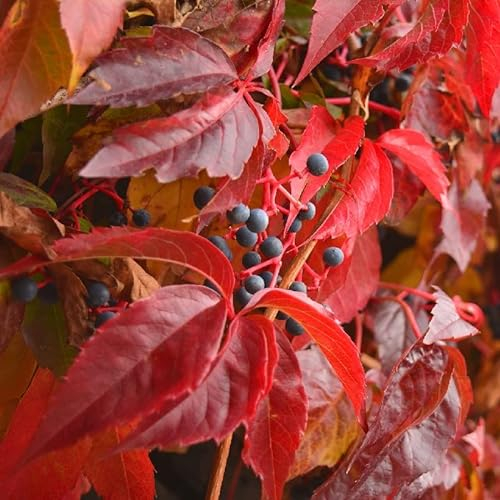 Wilder Wein - Parthenocissus quinq. Engelmannii - 50-60 cm Topf