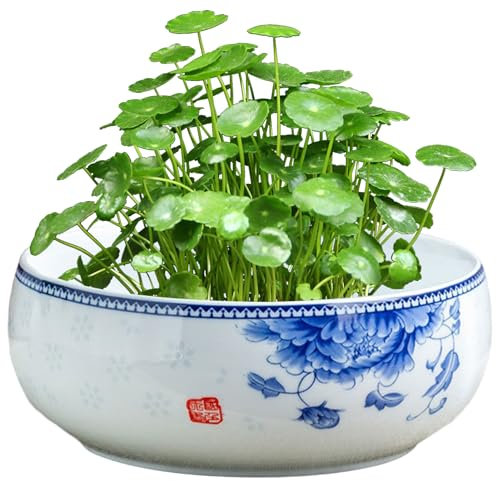 Sukkulenter Pflanzer Lotus Bowl Pflanzer hydroponischer Keramik -Sukkulenten -Pflanzer mit Holzständer, glasierter Wasserlilie, Kaktus, Lotusschale für Innenpflanzen und Lagern