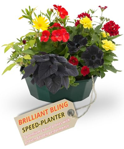 Themed Speedplanter - Contains 7 Colour Coordinated Live Plants with Controlled Release Fertiliser. Outdoor Garden Ready. Perfect for Patios & Gardens. Delivered Fresh & UK Grown