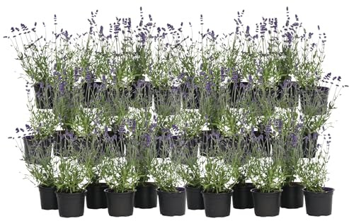 Plant in a Box - Arbusti di lavanda resistenti all'inverno - Set di 36 - Lavandula angustifolia - Vaso 10.5cm - Altezza 10-15cm