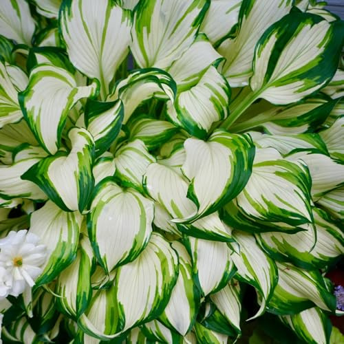 Semi di Hosta - perenni Hosta plantaginea - da balcone hosta funky resistente semi di selvatici da giardino roccioso resistenti 50pcs