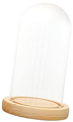 Qianly Campana di Vetro Trasparente con Base in Legno per Il Fai da Te in Giardino, 10 x 25 cm