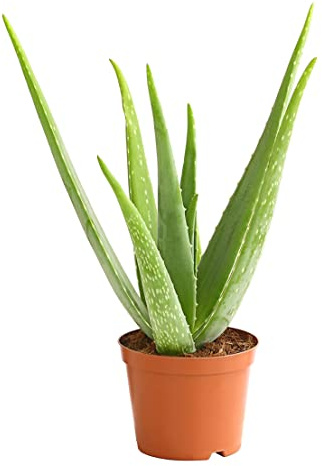 Dehner Echte Aloe, rosettenförmiger Wuchs, ca. 40-60 cm, Ø Topf 15 cm | Aloe vera, sukkulente Zimmerpflanze, mit fleischigen Blättern, für sonnige warme Standorte